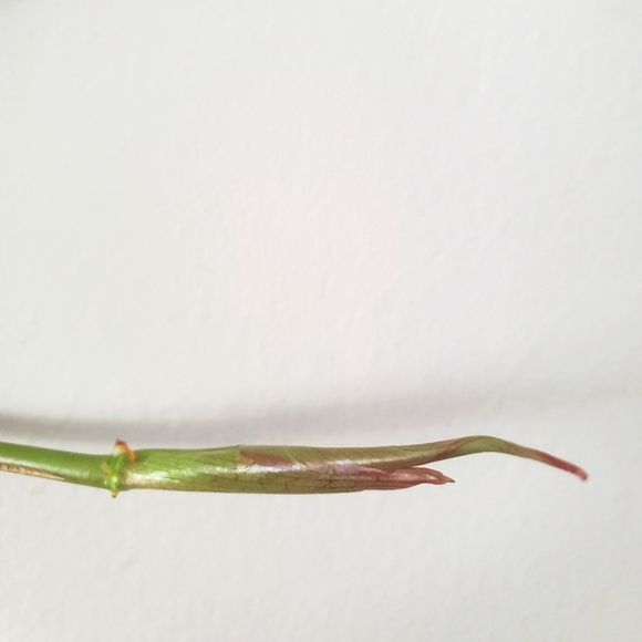 Philodendron Mican Cutting (C) - Picture 2 of 5